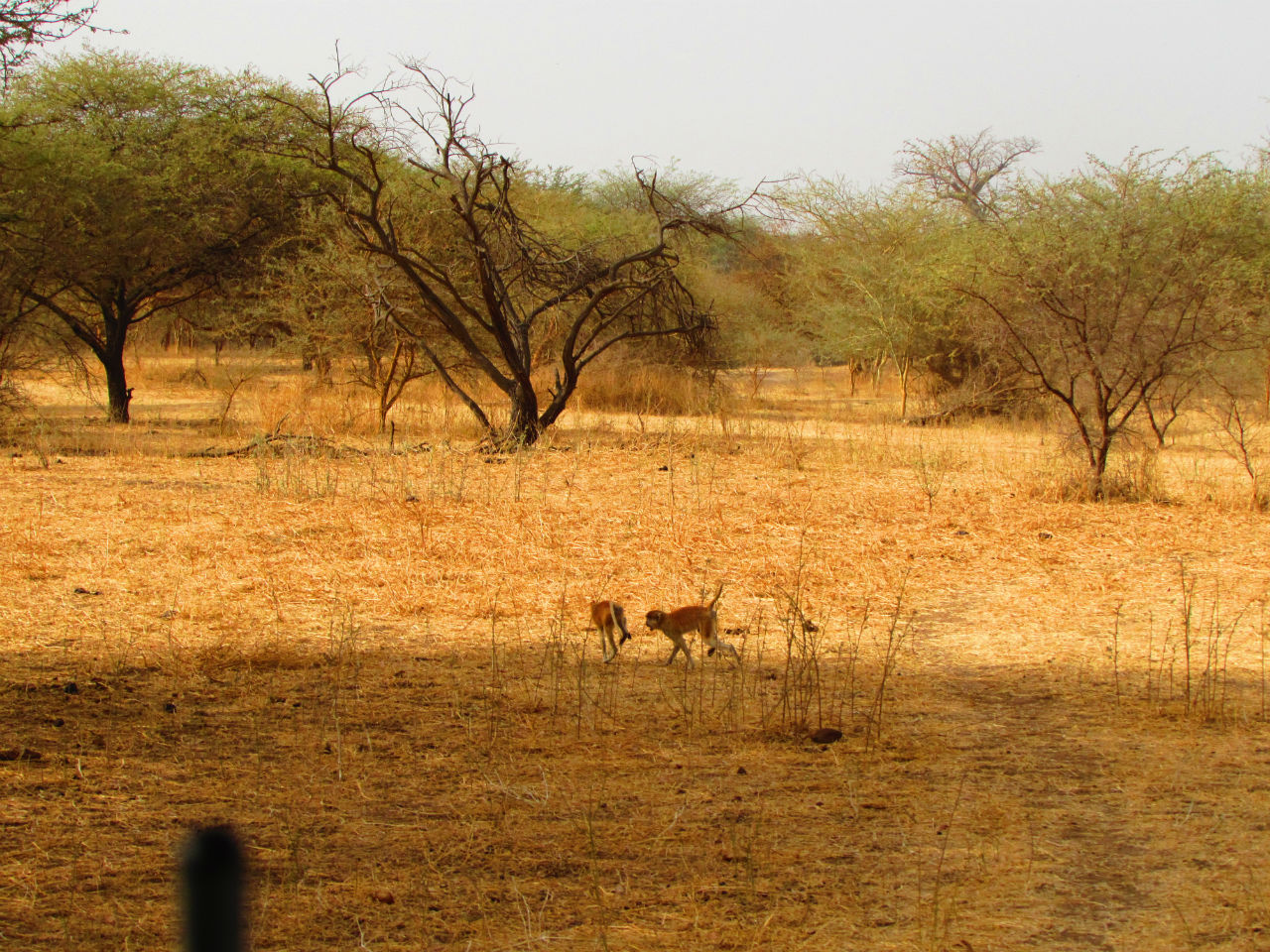 Наше  сафари в Африке. Бандия Мбур, Сенегал