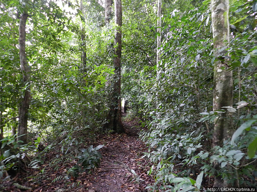 Дальние страны. Часть 4. Национальный парк Ивокрама Регион Потаро-Сипаруни, Гайана