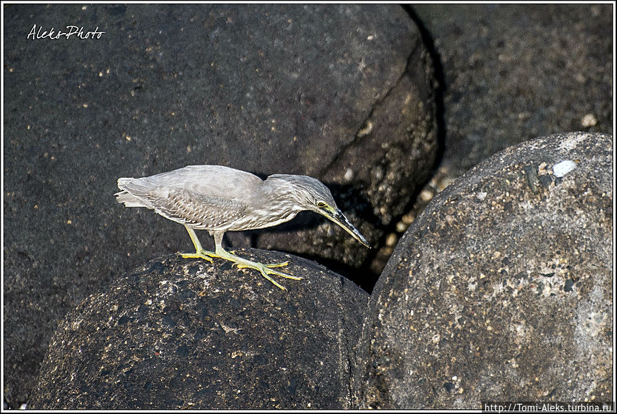 Длинноносое создание выслеживает кого-то в камнях на самой длинной набережной Бомбея...
* Мумбаи, Индия