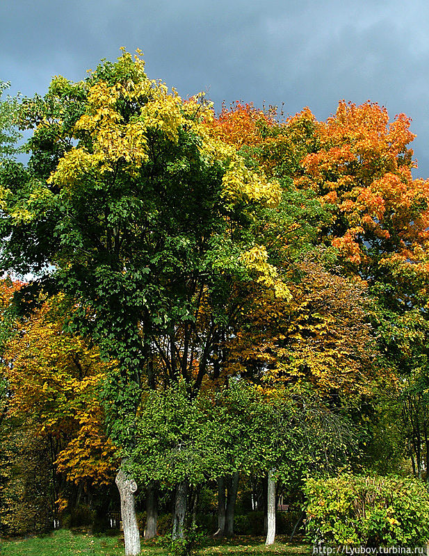 Яркие наряды осени — листья кленов и рябиновые бусы Минск, Беларусь