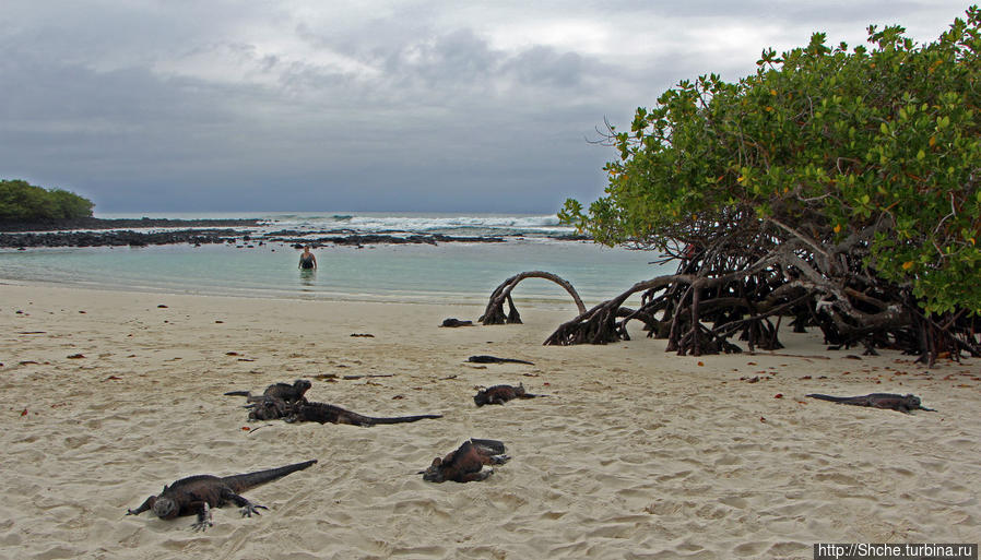 Playa Brava — километр чистейшего песка для морских игуан Пуэрто-Айора, остров Санта-Крус, Эквадор