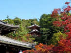 Утопающая в осеннем лесу пагода храма Имакуманоканнодзи (Imakumanokannonji, 今熊野観音寺) в Киото