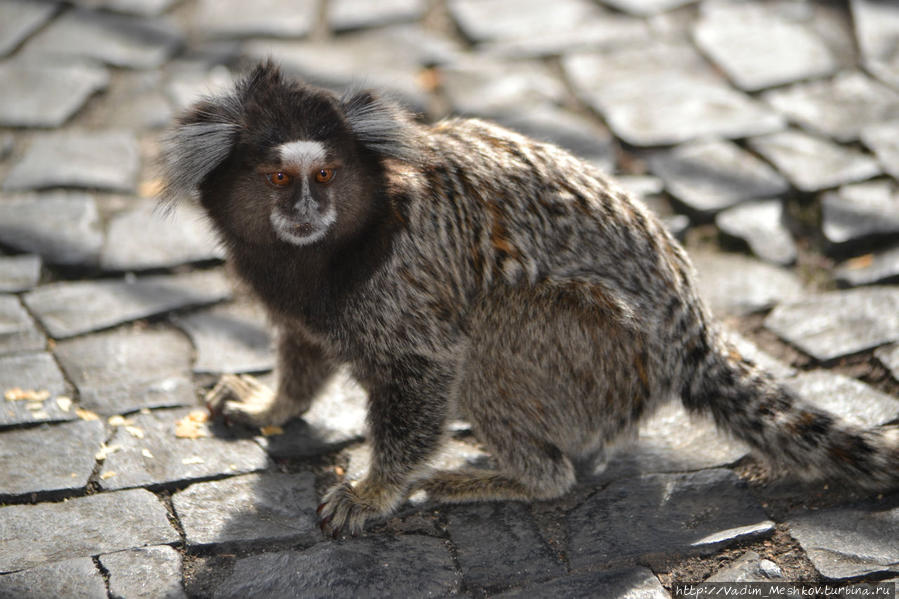 В Бразилии много диких обезьян. Это самая маленькая обезьяна — игрунка-мармозетка. Рио-де-Жанейро, Бразилия