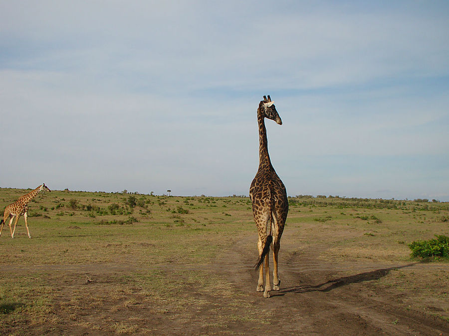 Любопытство — не порок Масаи-Мара Национальный Парк, Кения