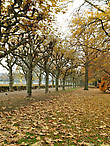 Золотая осень в парке, листья с травы не подметают, как например в Питере, а оставляют лежать золотым ковром