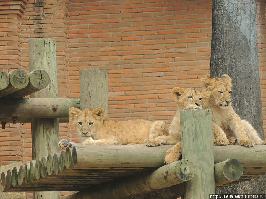 Лиссабонский ZOO-Дом Лиссабон, Португалия