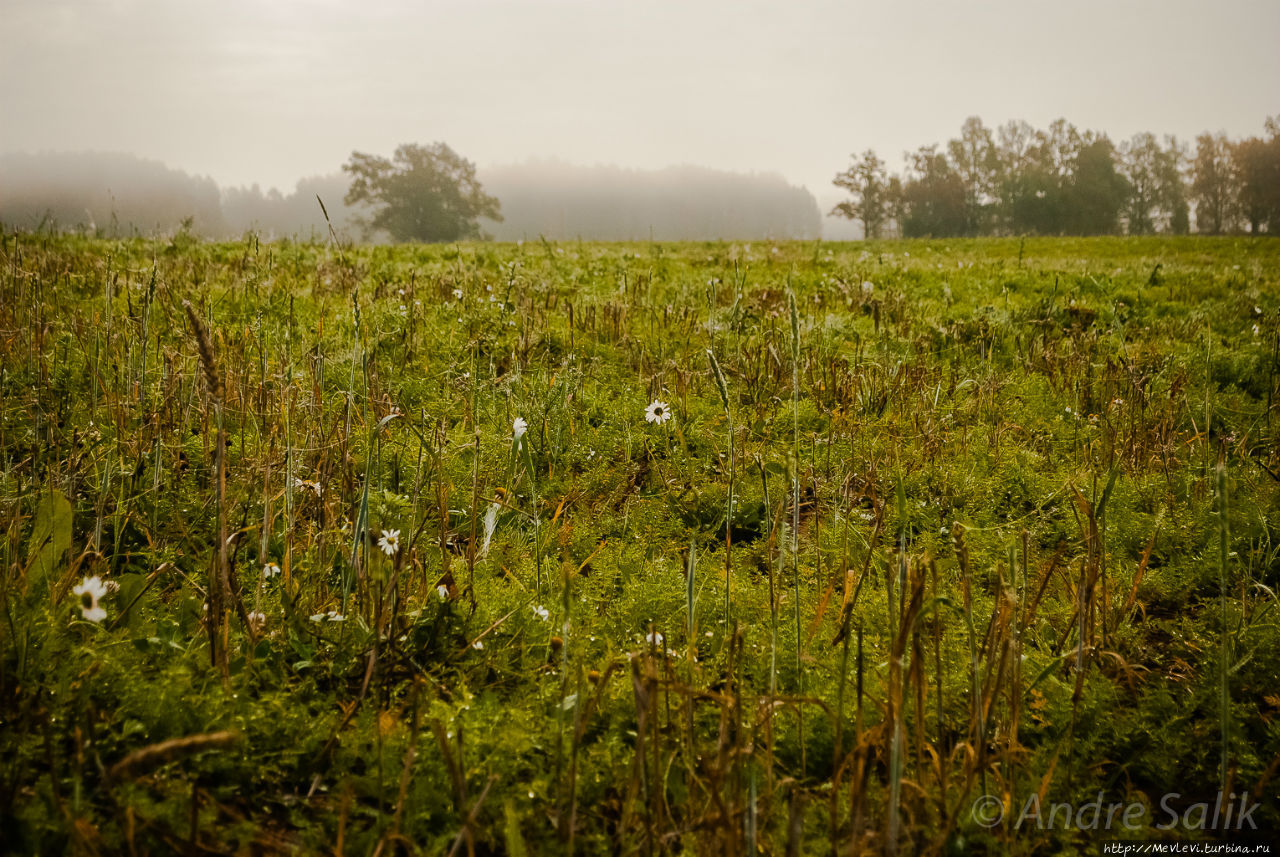 В лесу до рассвета Сигулда, Латвия