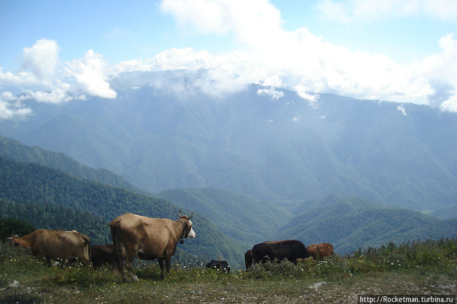 и иже с ними коровы Гагрский район, Абхазия