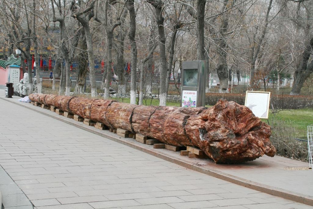 Окаменелое дерево в Народном парке. Урумчи, Китай