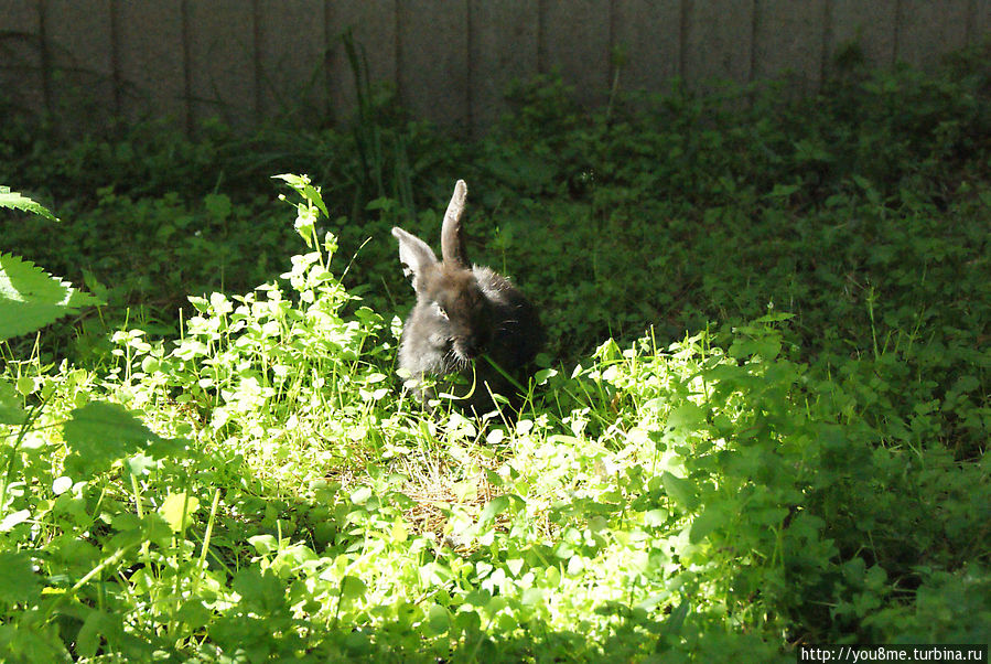 Поймайте мне кролика Нижегородская область, Россия