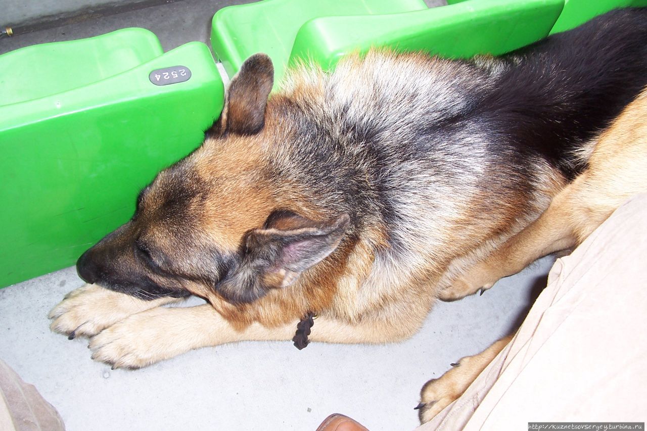 Снова Ульм, снова Зигер! Ульм, Германия