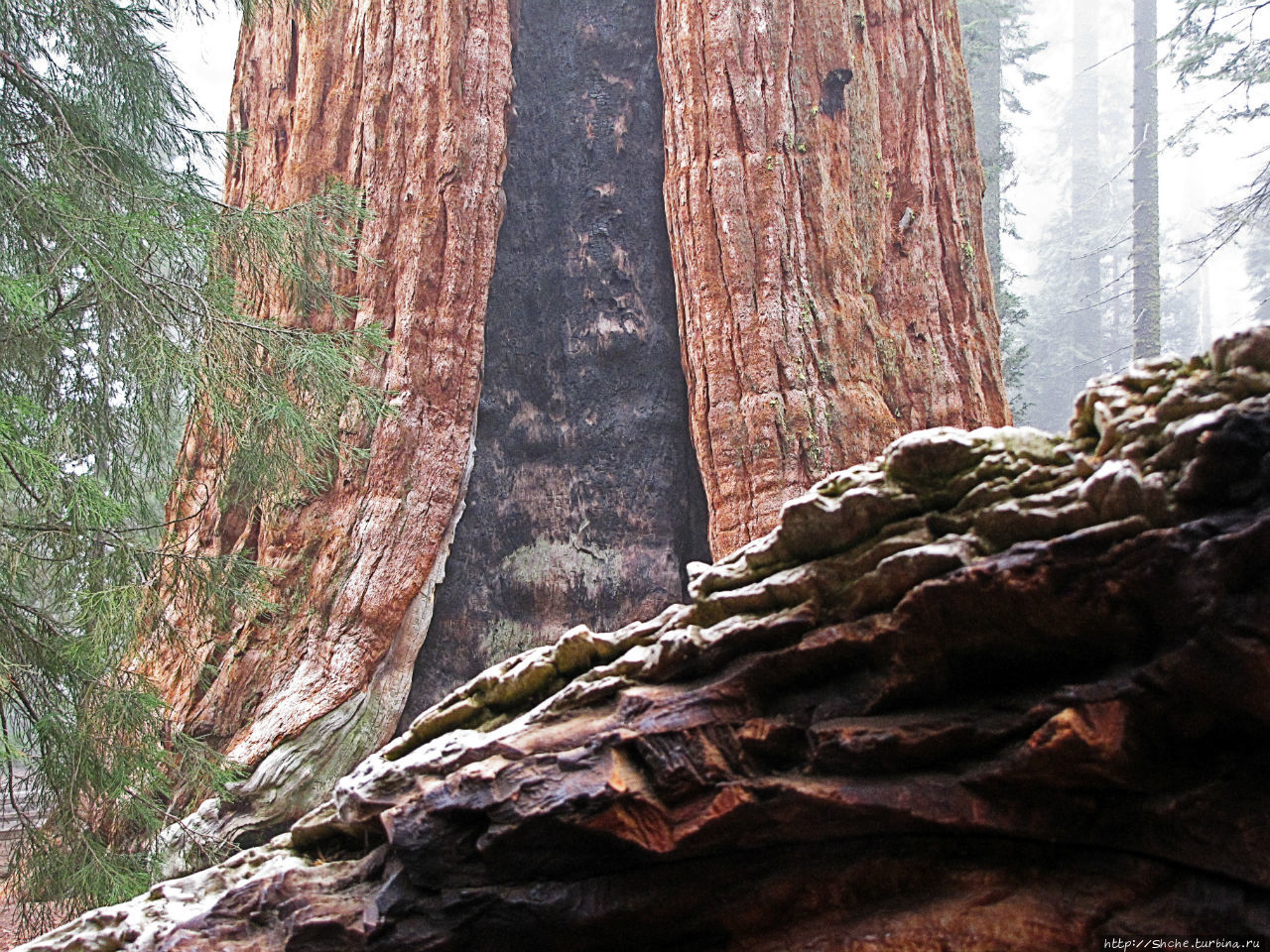 Елки в тумане. Нет — Большие елки в Большом тумане Национальный парк Кингс-Каньон, CША