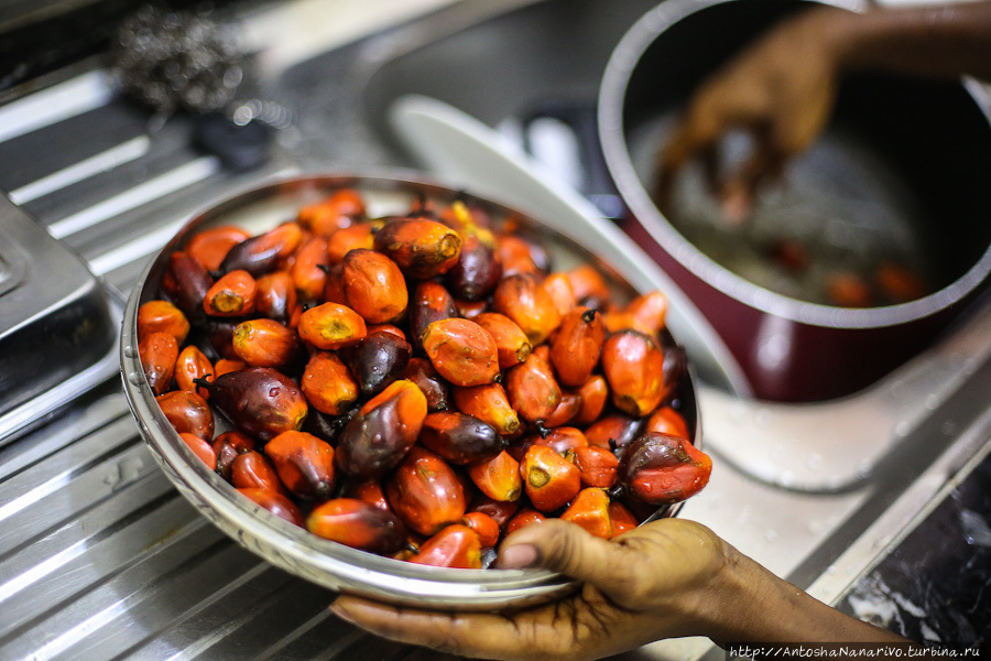 Моем пальмовые орехи. Либерия
