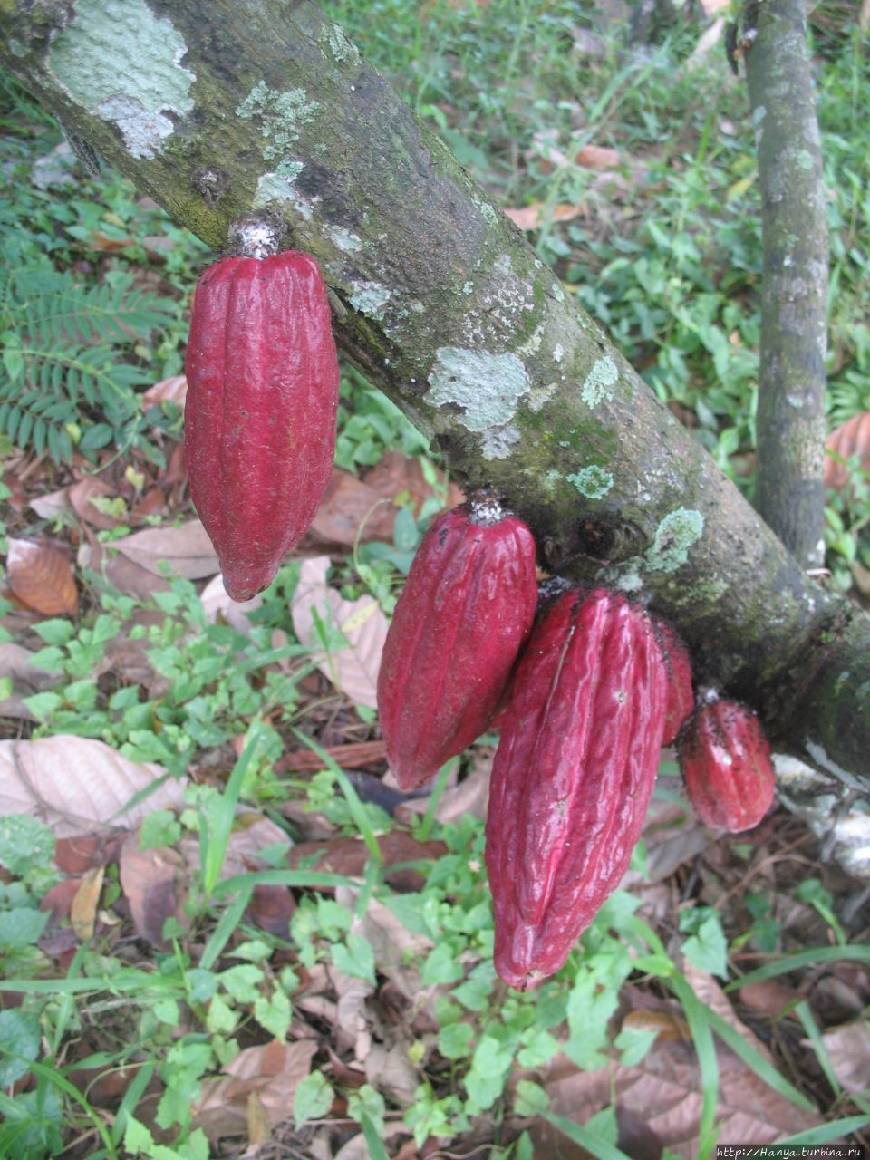 Фантастические какао-деревья и вечнозеленый кустарник кофе