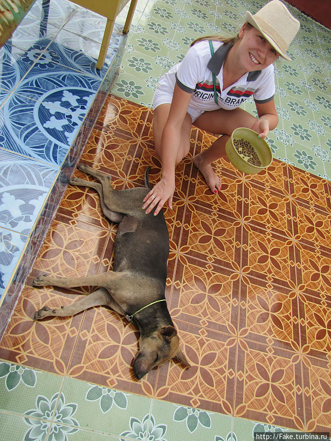 безмятежный пес даже не заметил что я его торогала) крепко спал) Остров Самуи, Таиланд