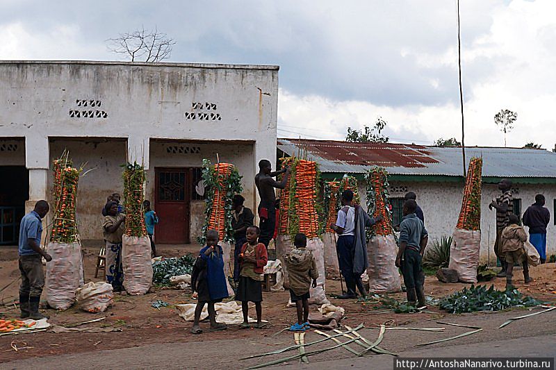 Морковка штабелированная Северная провинция, Руанда