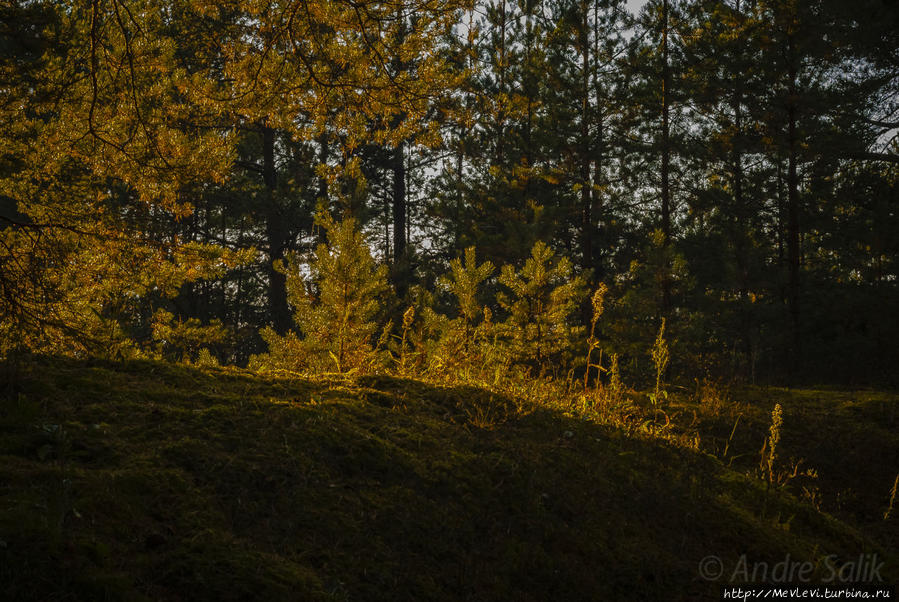 Прогулка в осеннем Лиелупе Юрмала, Латвия