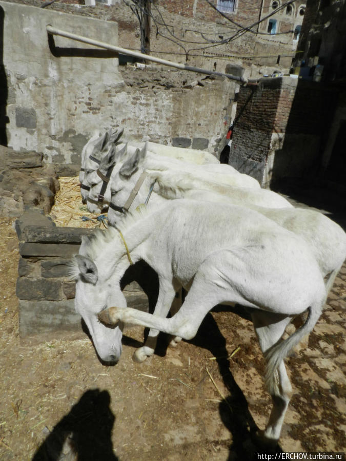 Восточная сказка