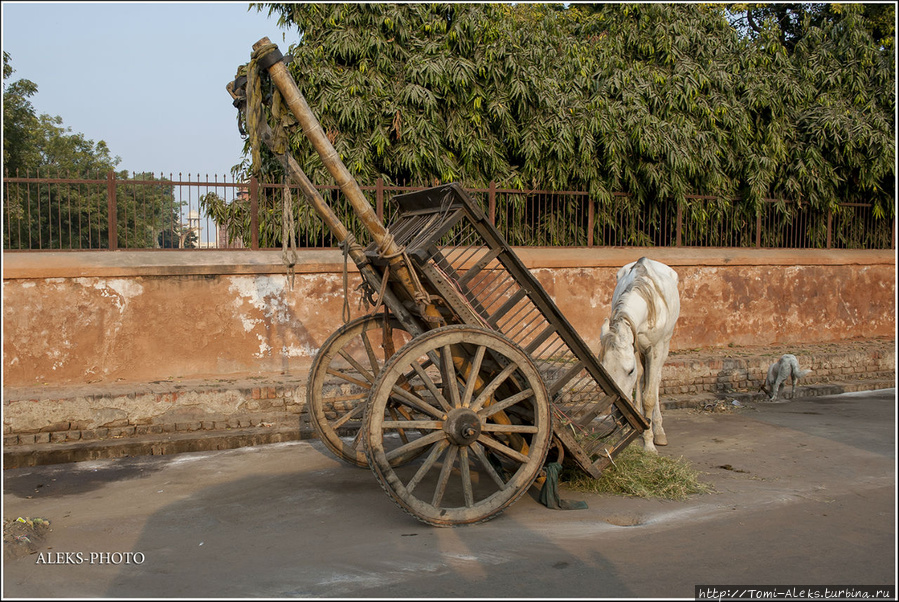 Лошадь здесь могут кормить прямо из телеги, в которую она была запряжена. Обратите внимание на длинные бамбуковые жерди. Это вам не тонкие рыболовные удочки... Агра, Индия