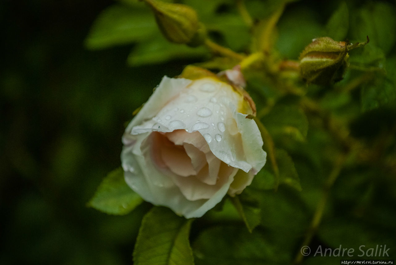 Осень в парках Агенскалнса Рига, Латвия