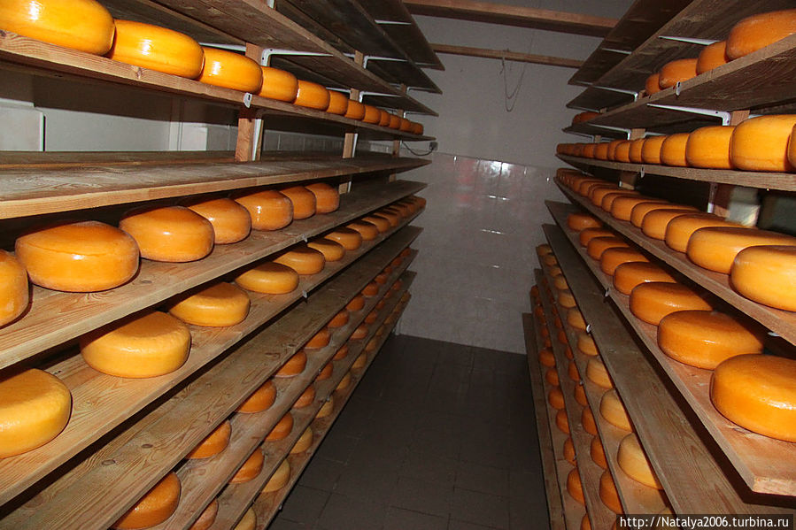 Два месяца сыр вылеживается для созревания. Вентава, Латвия