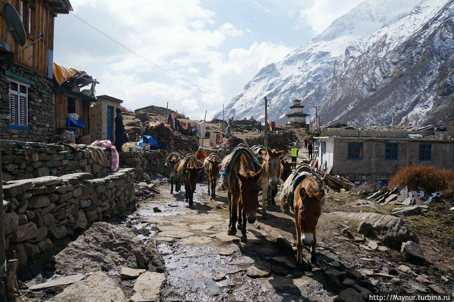 Конечная   точка   для   осликов.  Груз   сдан   и   начинается   спуск   в   обратную  сторону. Покхара, Непал