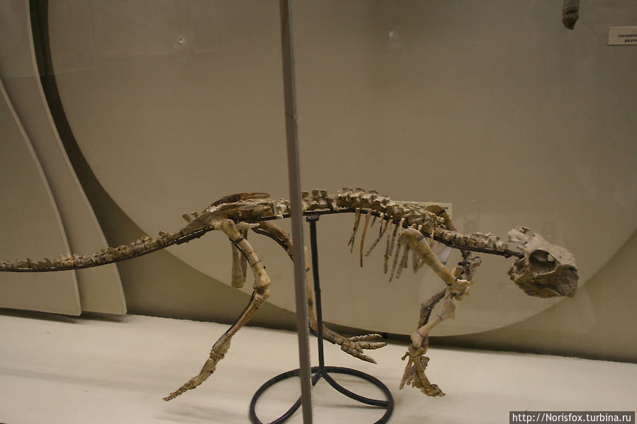 скелет птицетазового динозавра пситтакозавра