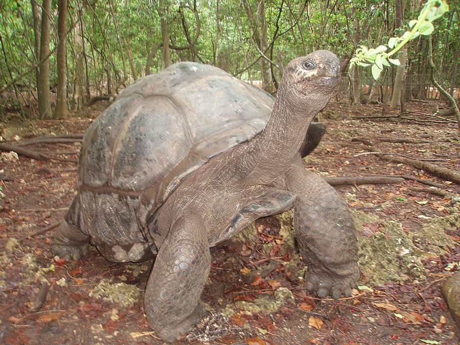 Призон. Остров гигантских черепах