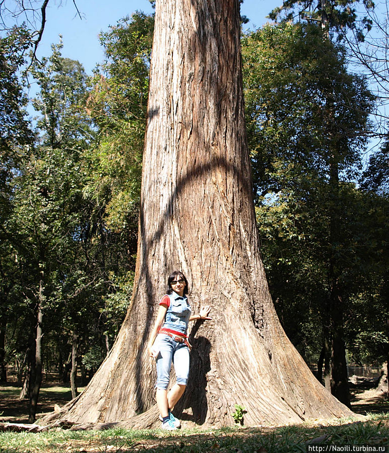 Молоденькое дерево ауеуете Мехико, Мексика