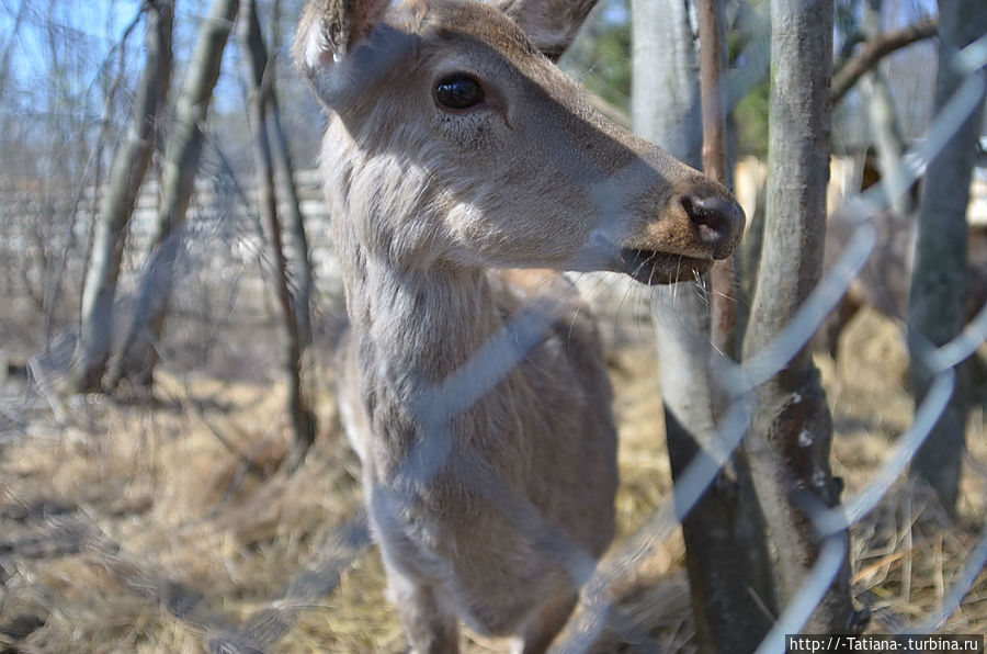 Грачи прилетели Костромская область, Россия