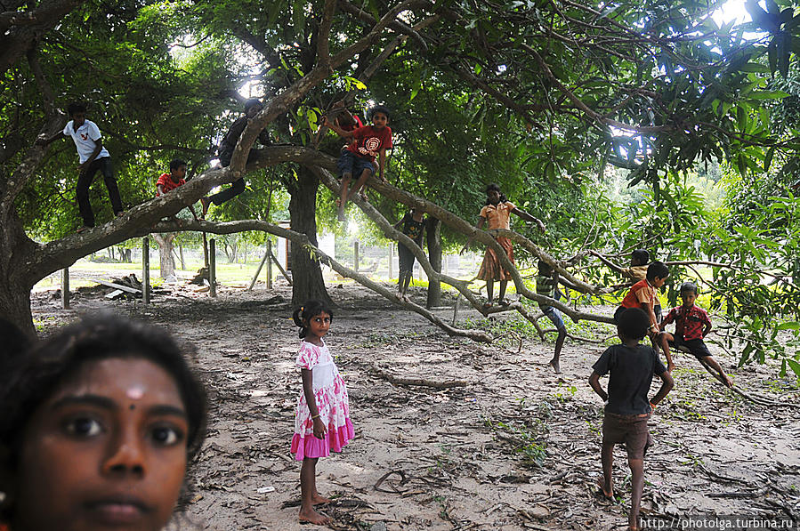 Как я волонтерила в Килиноччи Килиноччи, Шри-Ланка