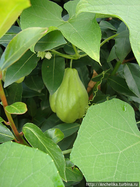 Мексиканский  огурец, сказали как картошка, его надо жарить, если кому-то нравится вкус яблока, кабачка и немного картофеля...