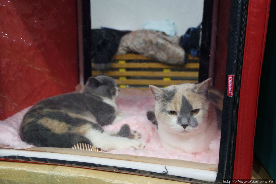 Самые  любимые... Южно-Сахалинск, Россия