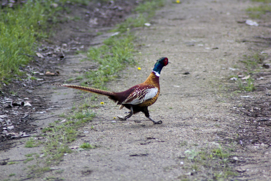 А у нас кричат фазаны... Днепропетровская область, Украина