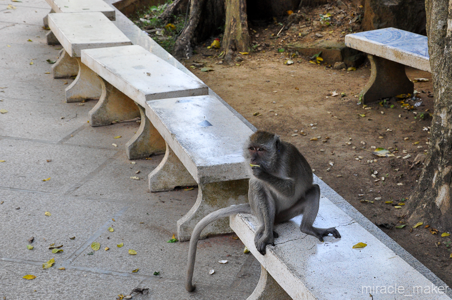 Внизу очень кстати оборудована зона отдыха, где также можно перевести дух и полюбоваться приматами.