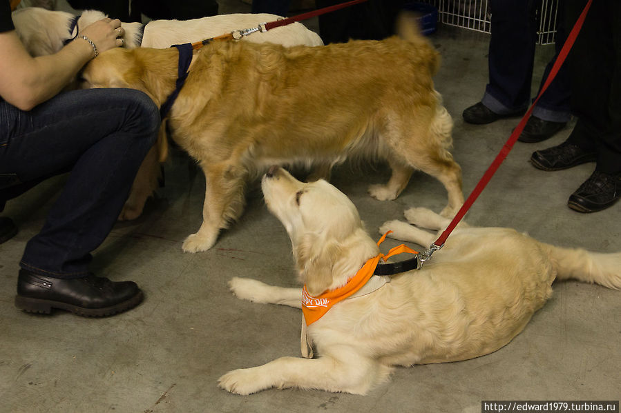 Выставка собак, Россия-2012 Москва, Россия