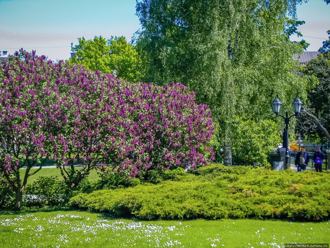 В Риге время цветения сирени Рига, Латвия