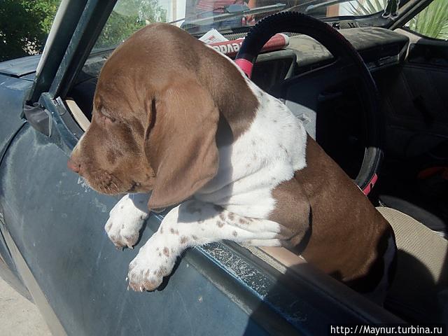 Турция.  Хозяин  этого  красавчика  подвез  нас  до  городка   и,  конечно,  напоил   чаем.