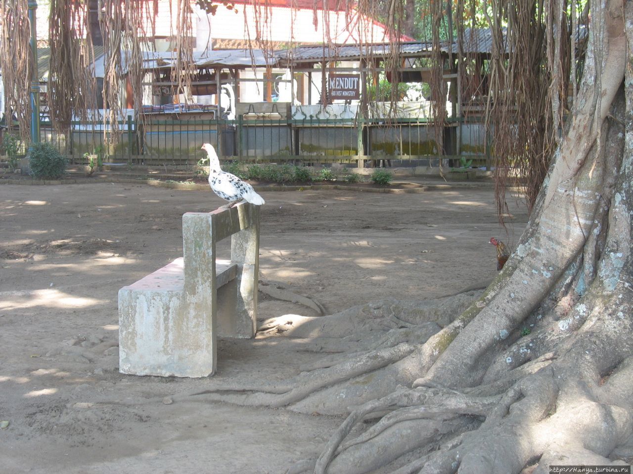 Дерево баньян возле храма Мендут