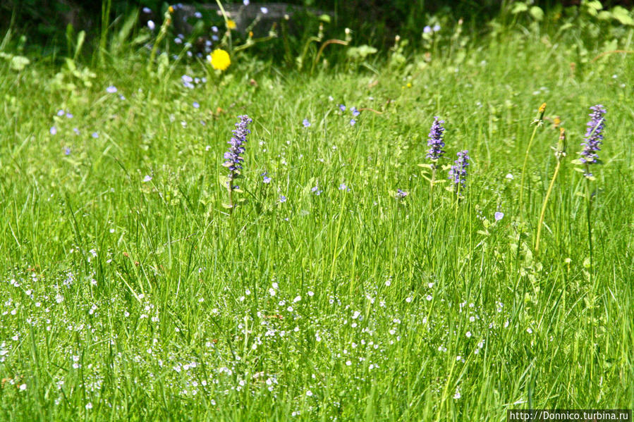 Не забудь меня, Незабудка... Калужская область, Россия