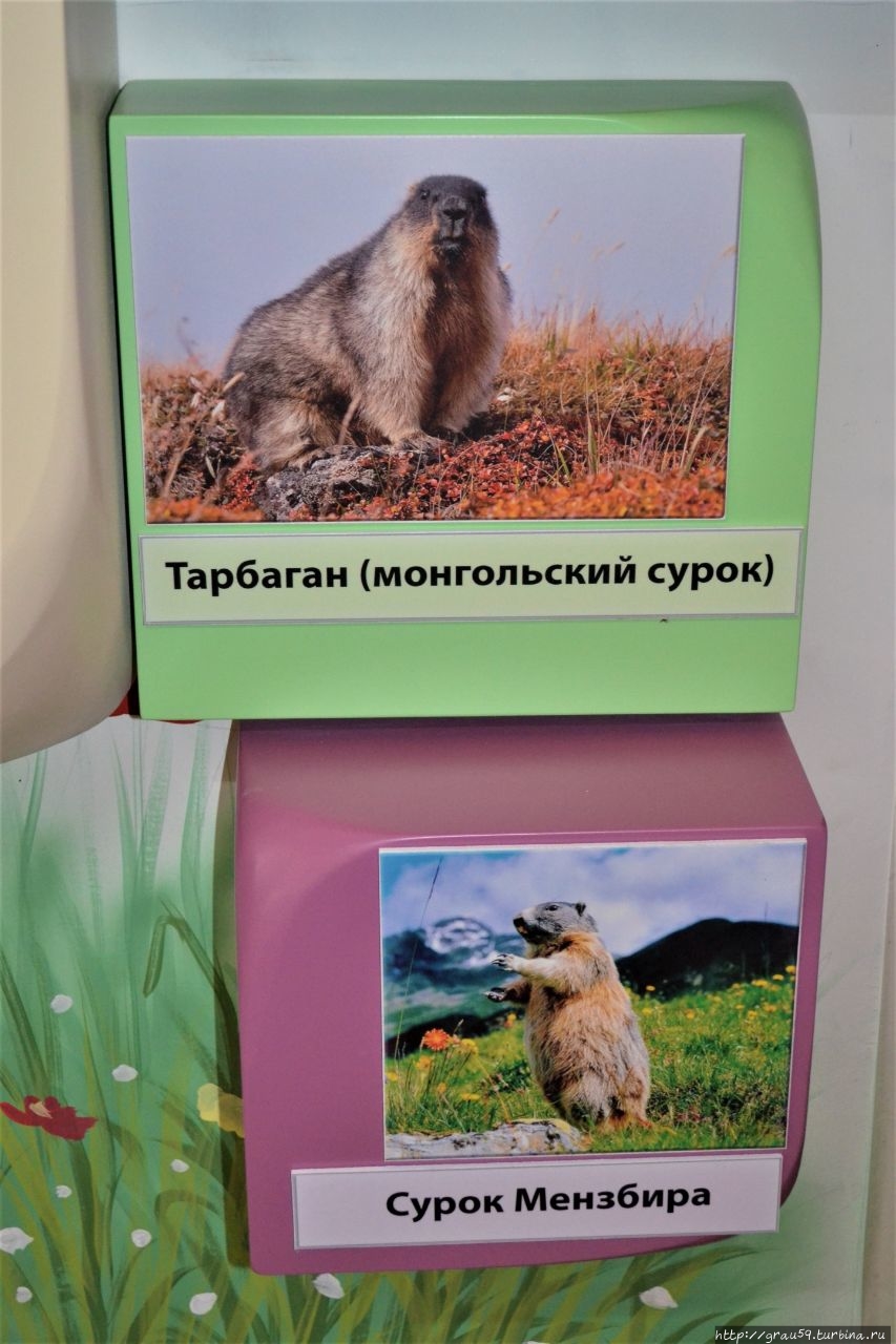 Тарбаган, или монгольский (сибирский) сурок (лат. Marmota sibirica) обитает в России (в степях Забайкалья и Тувы), Монголии (исключая юг), Северо-Восточном Китае. Сурок Мензбира, или таласский сурок (лат. Marmota menzbieri) назван в честь русского зоолога М.А. Мензбира. Область распространения необычно мала и охватывает только запад Тянь-Шаня.