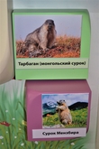 Тарбаган, или монгольский (сибирский) сурок (лат. Marmota sibirica) обитает в России (в степях Забайкалья и Тувы), Монголии (исключая юг), Северо-Восточном Китае. Сурок Мензбира, или таласский сурок (лат. Marmota menzbieri) назван в честь русского зоолога М.А. Мензбира. Область распространения необычно мала и охватывает только запад Тянь-Шаня.