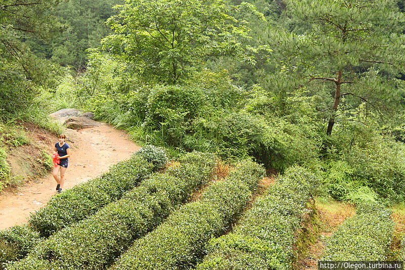 Вдоль утёсов, по полям чайным Уишань, Китай