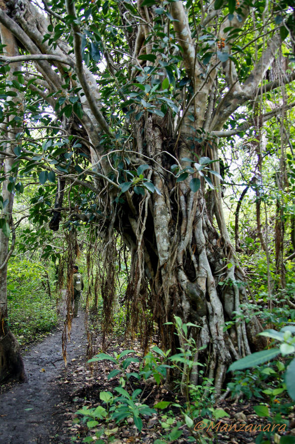 Индонезия. Остров Ринча Остров Ринка, Индонезия