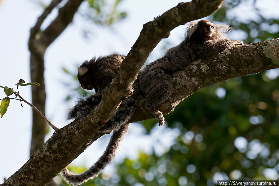 Обитатели кустарников на Сахарной голове