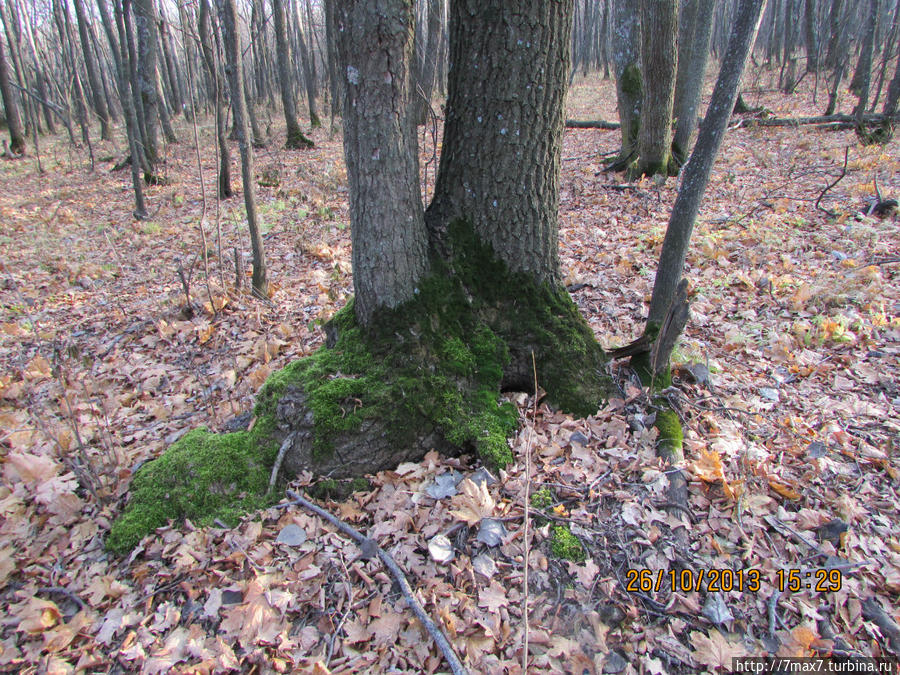 В осеннем лесу Саратов, Россия