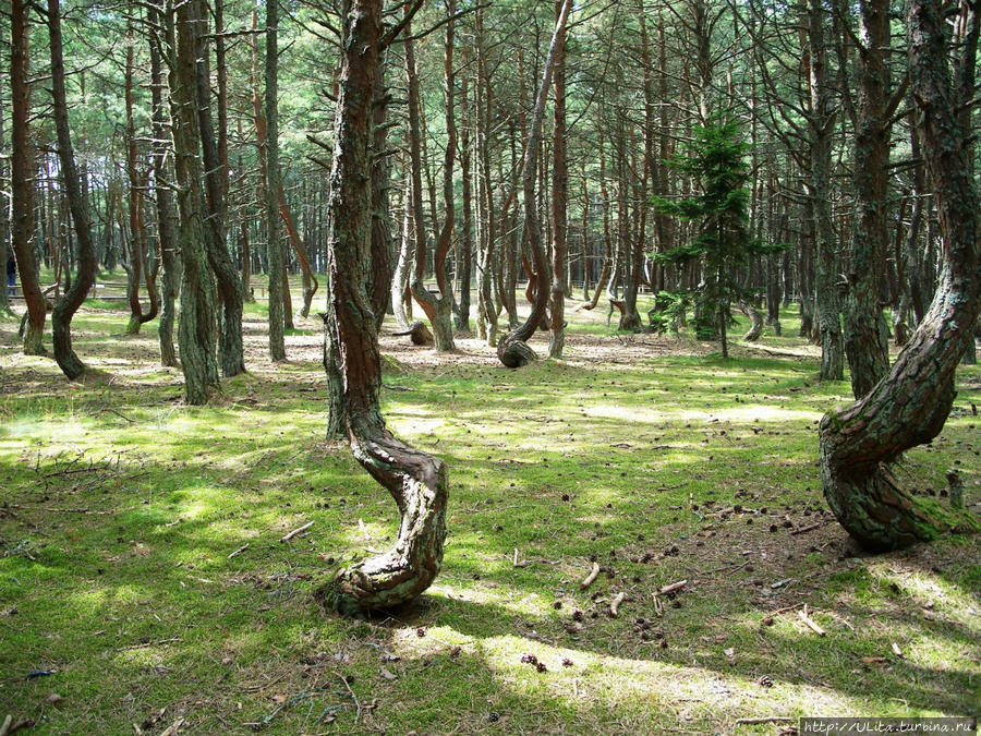 Куршская коса - самый маленький национальный парк России