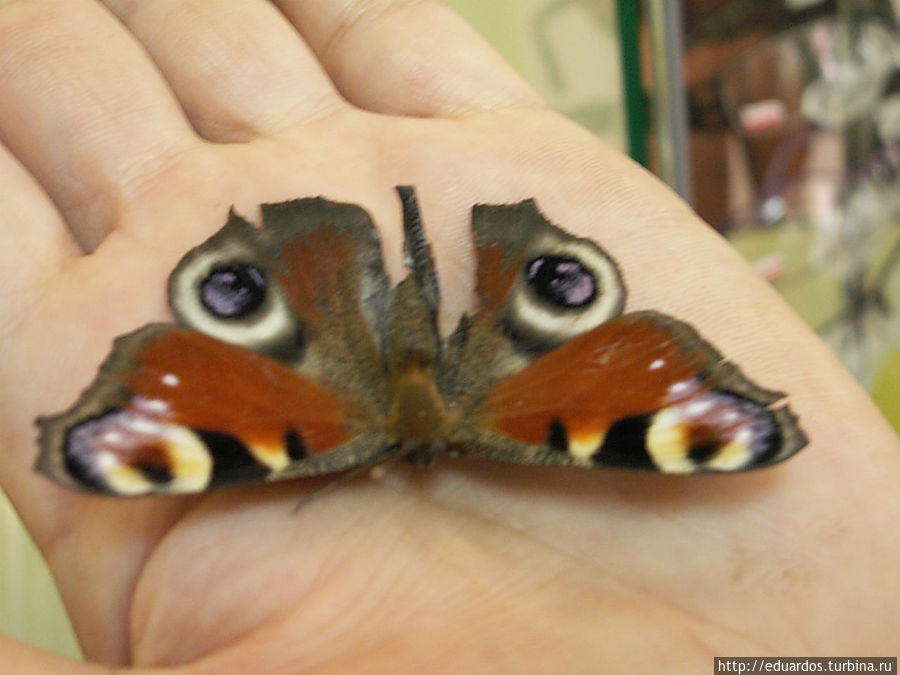 в магазин залетела бабочка