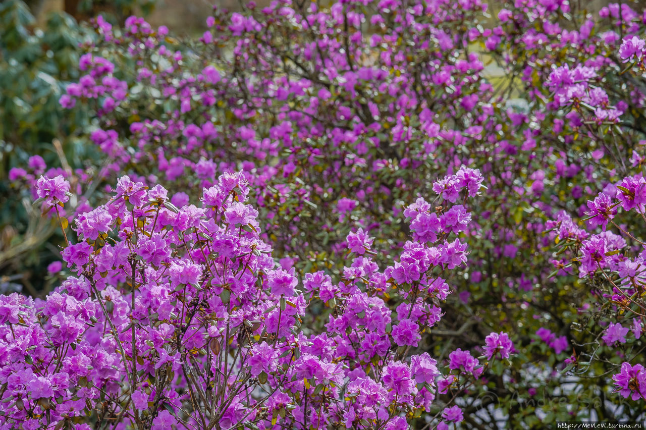 Ботанический сад в марте Рига, Латвия