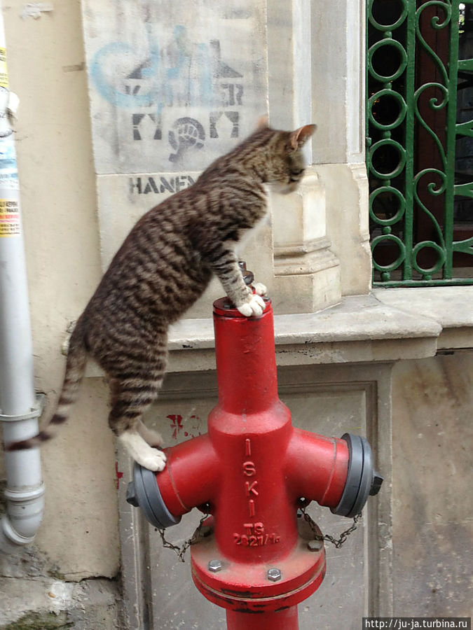 Кот-пожарник) Стамбул, Турция